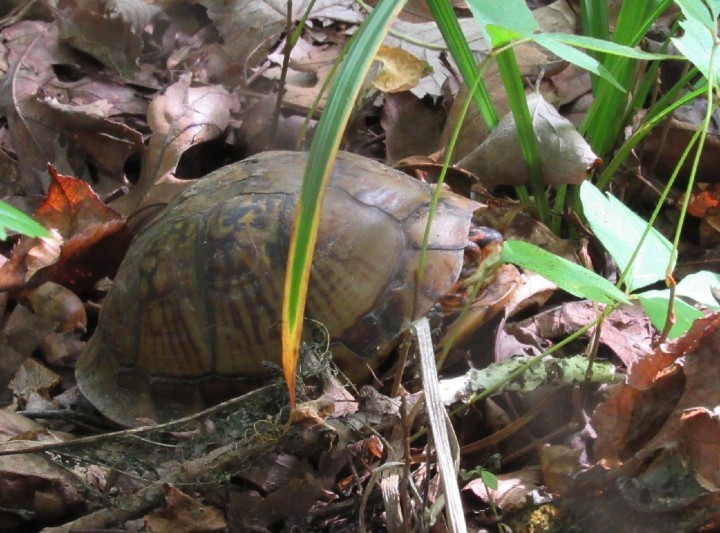 Three-toed Box Turtle